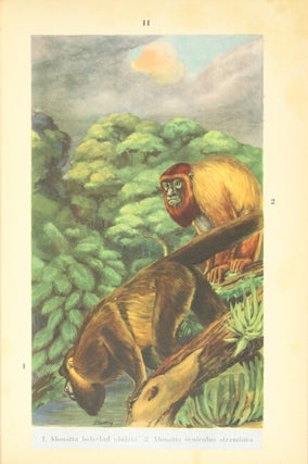 Mammals of Amazonia. Volume I: General introduction and primates with forty-two colored plates by the author.