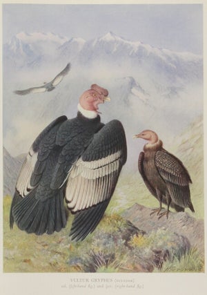 A monograph of the birds of prey (order accipitres)