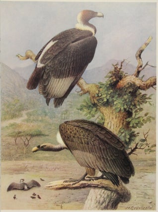 A monograph of the birds of prey (order accipitres)