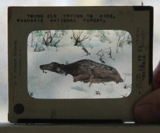 Group of 13 glass lantern slides, largely of Medicine Bow National Forest