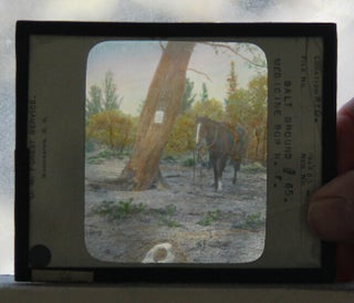 Group of 13 glass lantern slides, largely of Medicine Bow National Forest