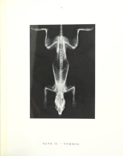 Item #33709 Atlas of the skeletal development of the rat (Long-Evans strain) normal and hypophysectomised. HERMAN BECKS, M. D., Herbert M. Evans.