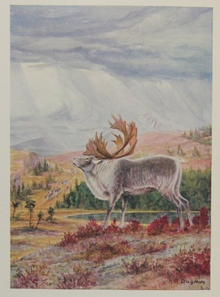 The romance of the Newfoundland caribou. An intimate account of the life of the reindeer of North America.