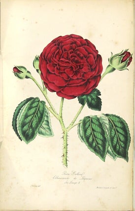 The rose garden in two divisions. Division I. Embracing the history of the rose, the formation of the rosarium and a detailed account of the various practices adopted in the successful cultivation of this popular flower ... Division II. Containing an arrangement, in natural groups, of the most esteemed varieties of roses recognised and cultivated in the various rose gardens English and foreign...
