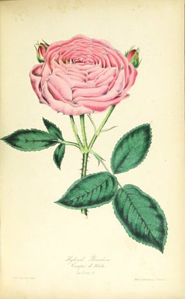 The rose garden in two divisions. Division I. Embracing the history of the rose, the formation of the rosarium and a detailed account of the various practices adopted in the successful cultivation of this popular flower ... Division II. Containing an arrangement, in natural groups, of the most esteemed varieties of roses recognised and cultivated in the various rose gardens English and foreign...