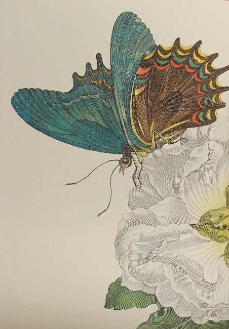 Insects of Surinam. Die Insekten Surinams. Les insectes de Surinam by Maria  Sibylla Merian on Rulon-Miller Books